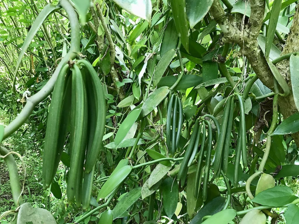 Organic-vanilla-header Organic-vanilla-header